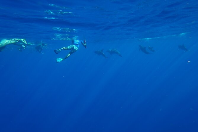 Swimming with Wild Dolphins Speedboat Adventure on Oahu - Stop 3 Along Oahu’s West Side: Coast Views and Whale Season Odds