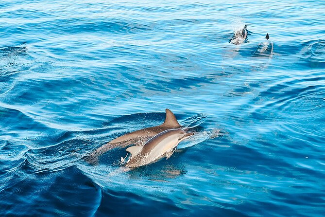 Swimming with Wild Dolphins Speedboat Adventure on Oahu - Snorkeling With Turtles: Gear Included, Goals Kept Real