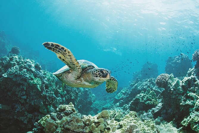 Turtle Canyon Snorkel Adventure in Waikiki, Oahu - Key Things to Know Before You Go