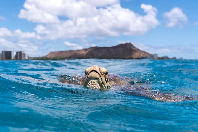 Turtle Canyon Snorkel Adventure - Small Group 6 Passengers - After the swim: snacks, water, and the feel-good finish