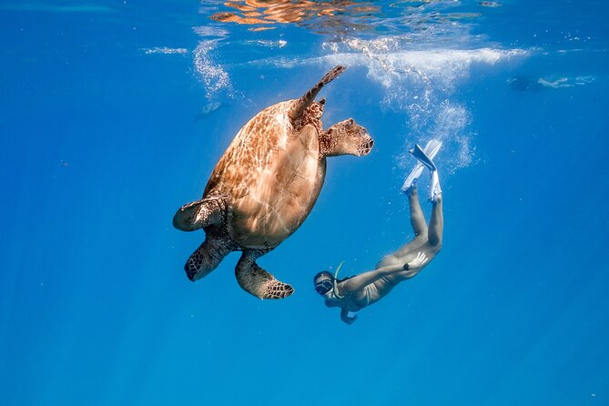 Turtle Canyon Snorkel: Semi Private Boat Tour - Small-Group Turtle Canyon: The Real Advantage of Max 6