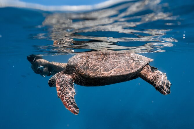 Turtle Canyon Snorkel: Semi Private Boat Tour - The Fast Run to Turtle Canyon: How Guides Improve Your Odds