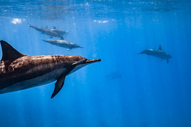 Turtle Canyon Snorkel: Semi Private Boat Tour - Snorkel Gear, Safety, and Comfort Levels