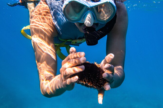 Turtle Canyon Snorkel: Semi Private Boat Tour - Marine Life Beyond Turtles: Dolphins, Seals, and Reef Fish