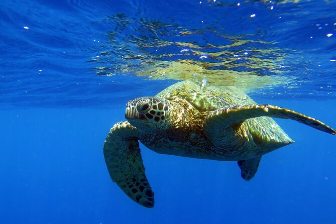 Turtle Canyon Waikiki Snorkel Adventure - Meeting at Ala Moana: Getting on Board by 10:30