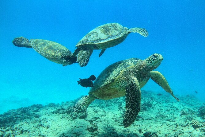 Turtle Canyon Waikiki Snorkel Adventure - Gear, Wetsuits, and Comfort: Small Things That Change Your Experience