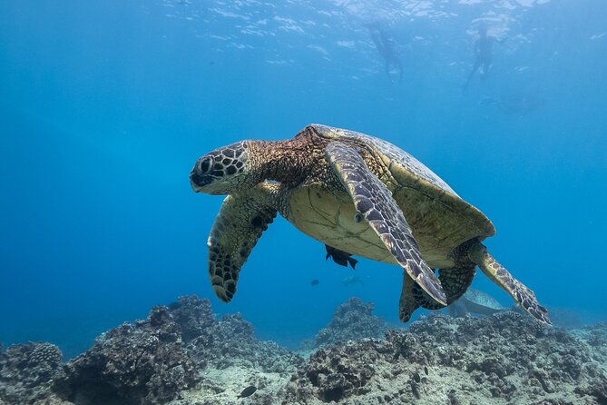 Turtle Canyon Waikiki Snorkel Adventure - Who This Tour Fits Best (and Who Should Choose Another Option)
