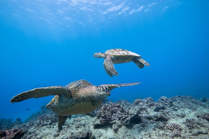 Turtle Canyon Waikiki Snorkel Adventure - Value Check: What $141.10 Buys You in Real Terms