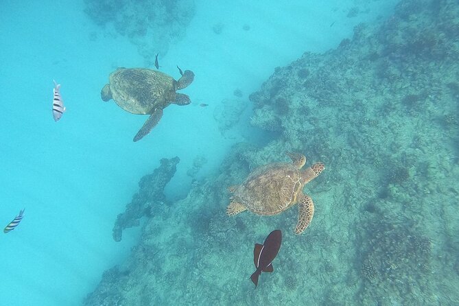 Turtle Snorkeling and Dole Plantation Guided Tour In Oahu - Key things to know before you go