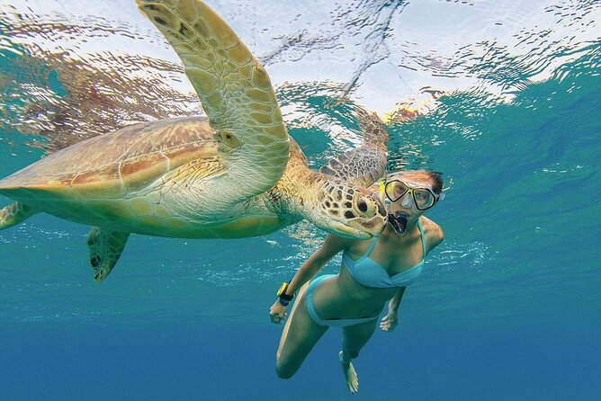 Turtle Snorkeling and Dole Plantation Guided Tour In Oahu - Dole Plantation by train: covering the property without burning energy