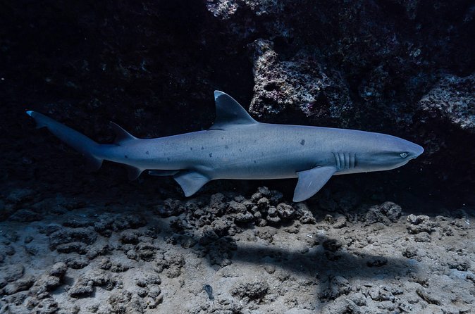 Two Tank Wreck and Drift Dive in Oahu - Gear, Snacks, and What You Still Need to Bring