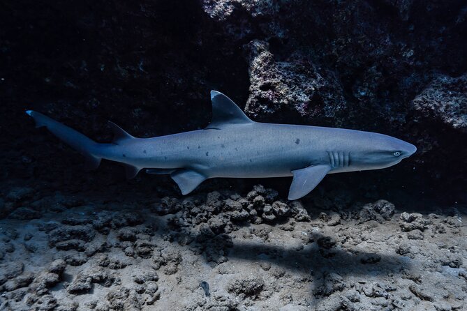 Two Tank Wreck and Drift Dive in Oahu - Practical Tips to Get More From Your Morning
