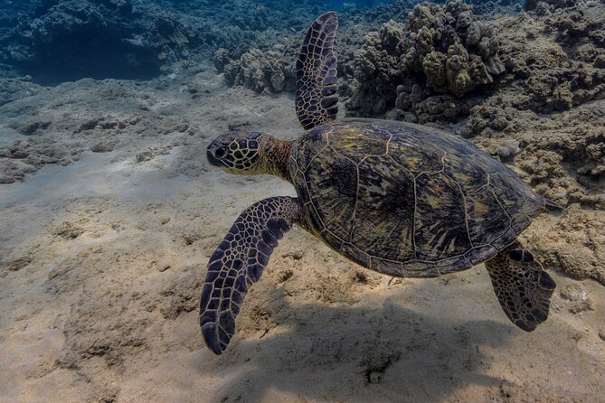 Two Tank Wreck and Drift Dive in Oahu - How Conditions and Tides Choose Your Exact Underwater Spots