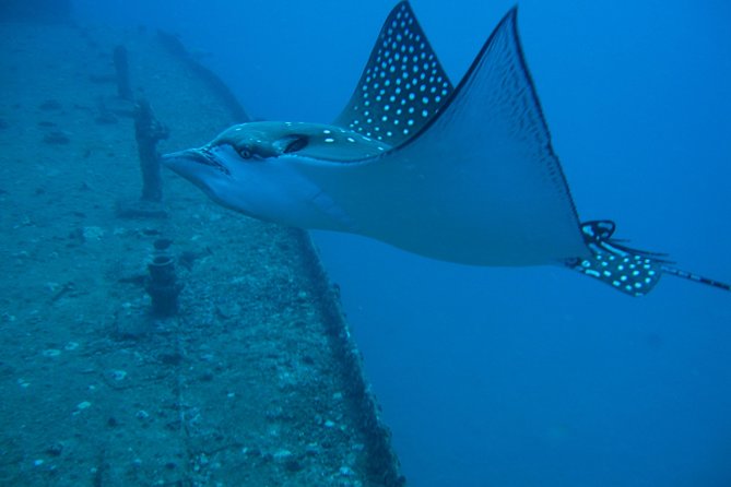 Waikiki 2 Tank World Class Wreck SCUBA Diving - Certified Only - Tank 2: a Waikiki reef follow-up where the pace often feels lighter