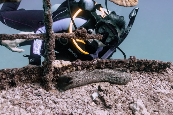 Waikiki 2 Tank World Class Wreck SCUBA Diving - Certified Only - Safety and Hawaii conservation rules you’ll feel during the whole day