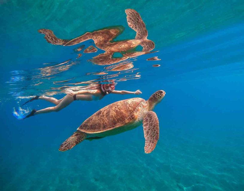 Waikiki: 5-in-1 Turtle Snorkeling Trip with Shuttle Option - Who this trip is best for (and who might want a different style)