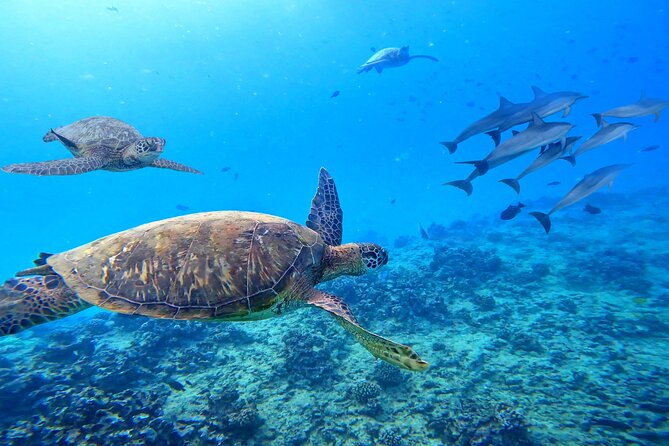 Waikiki Catamaran Escape: Snorkel with Turtles & Water Sports Fun - Water Sports Menu: Paddleboarding, Kayaks, and Sea Scooters