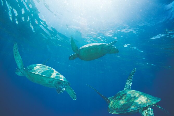 Waikiki Catamaran Snorkel Sail with Lunch: Turtles Guaranteed - Who should book this Waikiki turtle catamaran (and who might skip)