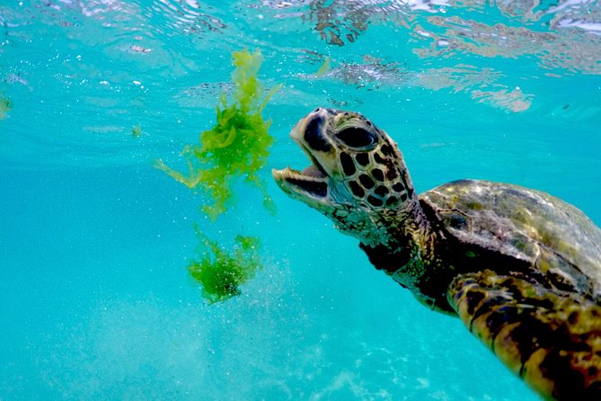 Waikiki Catamaran Snorkel Sail with Lunch: Turtles Guaranteed - Should you book this turtle snorkel sail from Waikiki?