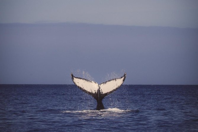 Waikiki Deluxe Catamaran Whale Watch - Kewalo Basin: where the trip starts and why it’s smart