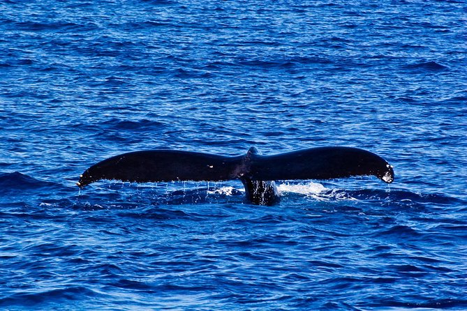 Waikiki Deluxe Catamaran Whale Watch - Stop 1: Kewalo Basin departure and early scanning time