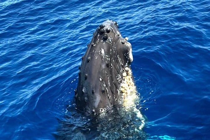 Waikiki Deluxe Catamaran Whale Watch - Drinks, snacks, and the lunch question