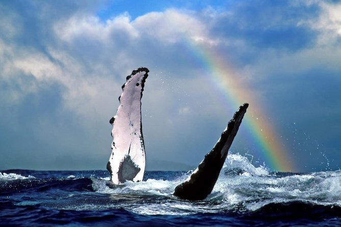 Waikiki Deluxe Catamaran Whale Watch - The whale guarantee: good idea, read the fine print