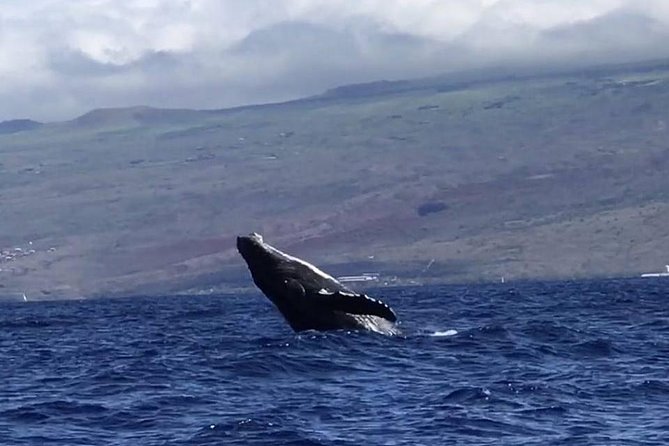 Waikiki Deluxe Catamaran Whale Watch - What you’re really watching for: humpback behavior cues