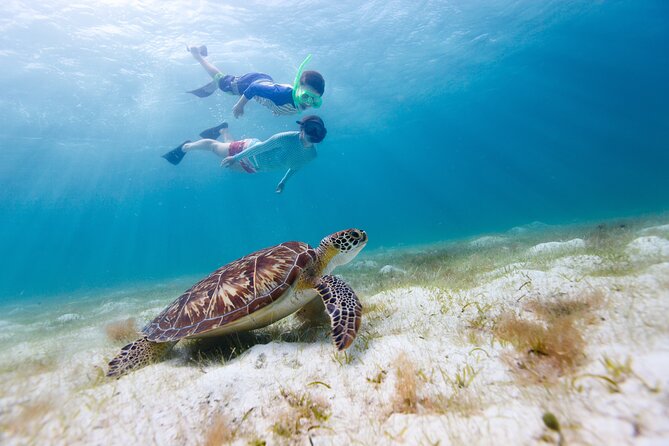 Waikiki Green Sea Turtle Snorkeling Tour - Boat Excursion - Turtle Canyon near Waikiki: why this tour makes sense
