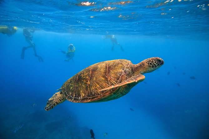 Waikiki, Hawaii: Turtle Canyon Snorkel Excursion - Turtle Canyons Snorkeling: Why Waikiki’s water looks different here