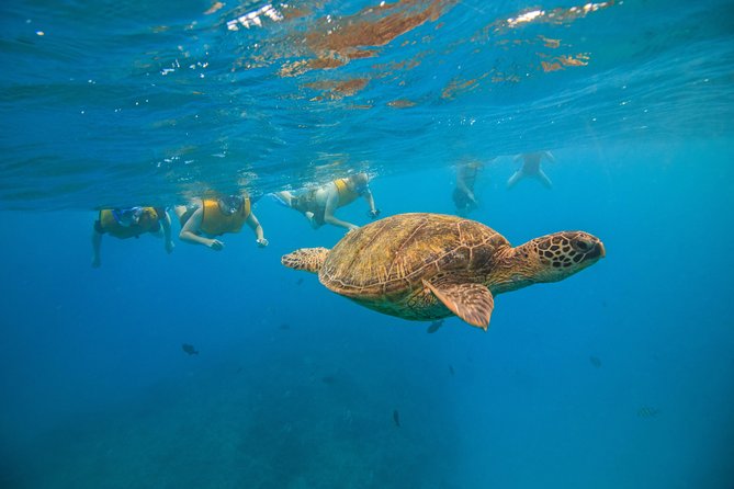 Waikiki, Hawaii: Turtle Canyon Snorkel Excursion - Sea turtles, fish, dolphins, and whales: what to expect realistically