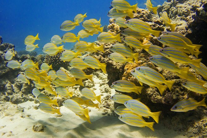 Waikiki, Hawaii: Turtle Canyon Snorkel Excursion - Gear, equipment care, and how the crew helps you feel safe
