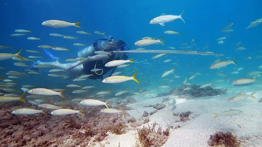 Waikiki: Honolulu Beginner Scuba Diving with Videos - Key things you’ll notice right away