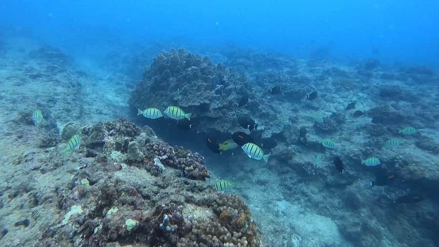 Waikiki: Honolulu Beginner Scuba Diving with Videos - Magic Island Lagoon: why Waikiki works for your first scuba session