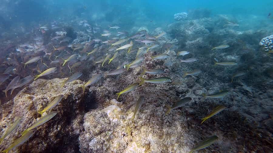 Waikiki: Honolulu Beginner Scuba Diving with Videos - Should you book this $79 beginner scuba session?