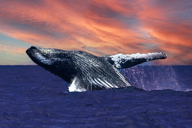 Waikiki, Oahu 2-Hour Whale Watching: Guaranteed Sightings - Key Things That Make This Waikiki Whale Watch Worth Your Time
