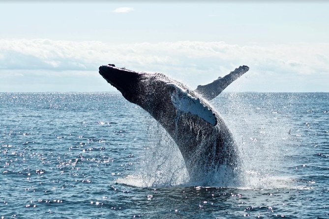 Waikiki, Oahu 2-Hour Whale Watching: Guaranteed Sightings - The Whale Spotting Game: Humpbacks, Spray, and Patient Watching