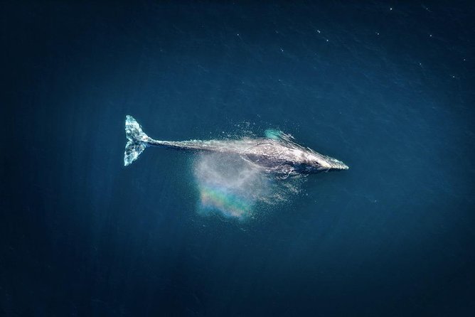 Waikiki, Oahu 2-Hour Whale Watching: Guaranteed Sightings - Other Wildlife You Can Catch Along the Way (Dolphins and Green Sea Turtles)