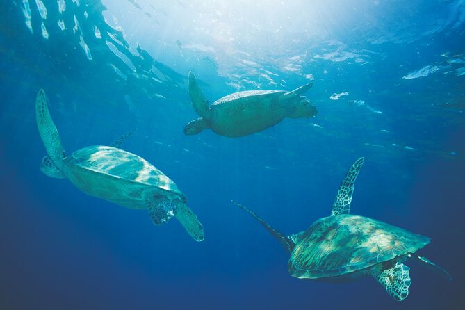 Waikiki Panorama Sail: Search for Hawaiian Sea Turtles - Drinks, Snacks, and How to Make It Comfortable