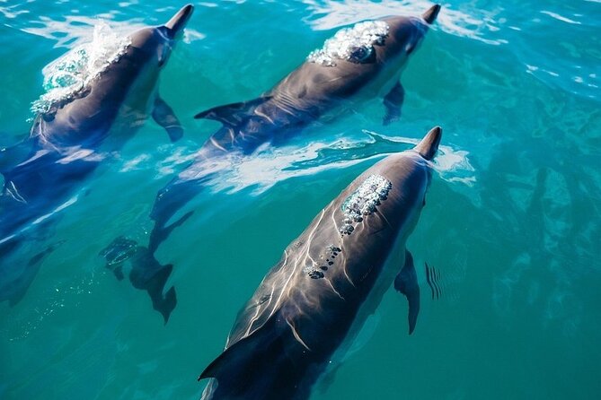 Waikiki Sail and Snorkel Adventure Best of Hawaii 2023 - Price and Value: Why Private Format Can Be Worth It