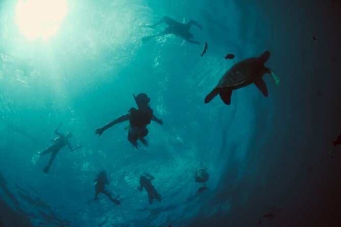 Waikiki Snorkel Tour - What you’ll actually see: turtles, fish schools, and occasional extras