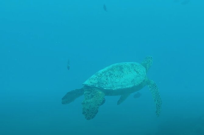 Waikiki Snorkel Tour - Who should book this Waikiki snorkel tour (and who should skip it)