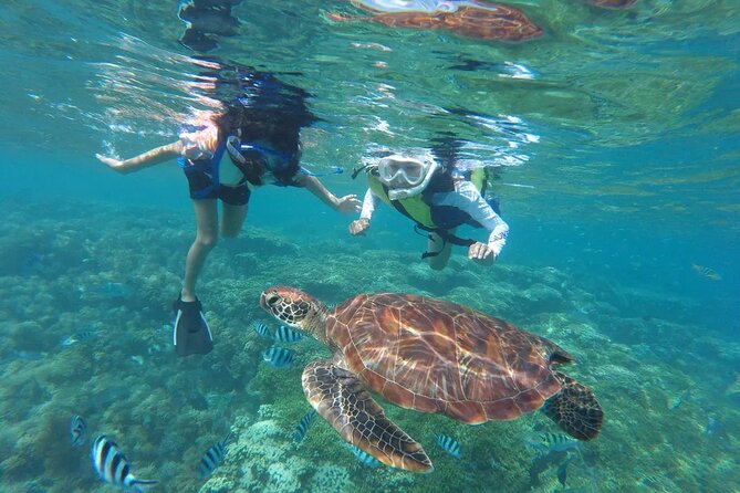 Waikiki Snorkeling Adventures with E Sea Diver! - Tour at a Glance: Waikiki Snorkeling in About 3 Hours