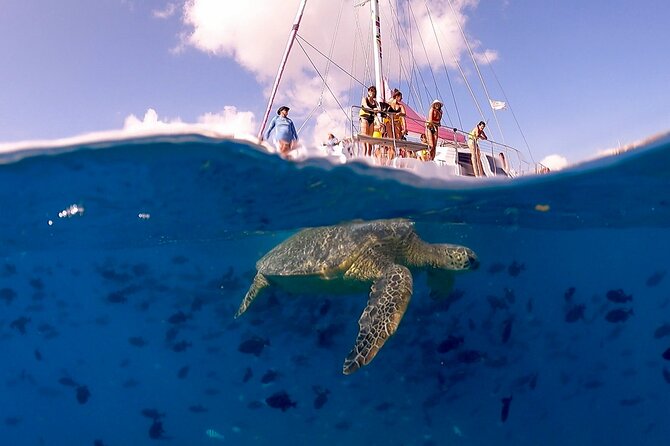 Waikiki: Turtle Canyon Snorkel - Pink Sails Waikiki Check-In: Find the Boat Fast