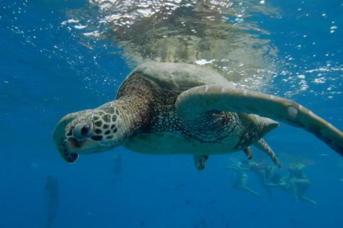 Waikiki: Turtle Canyon Snorkel - Tips That Make Turtle Canyon Easier (and More Fun)