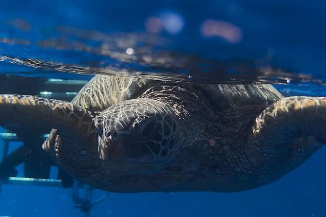 Waikiki Turtle Canyon Snorkel: Turtles Guaranteed - What Else You Might See: Fish, Rays, Dolphins, and Whale Season