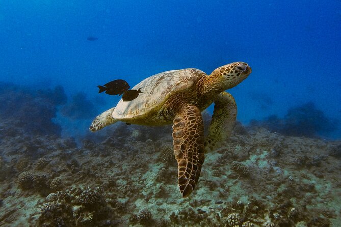 Waikiki Turtle Canyon Snorkel: Turtles Guaranteed - Who This Snorkel Tour Is Best For (and Who Should Think Twice)