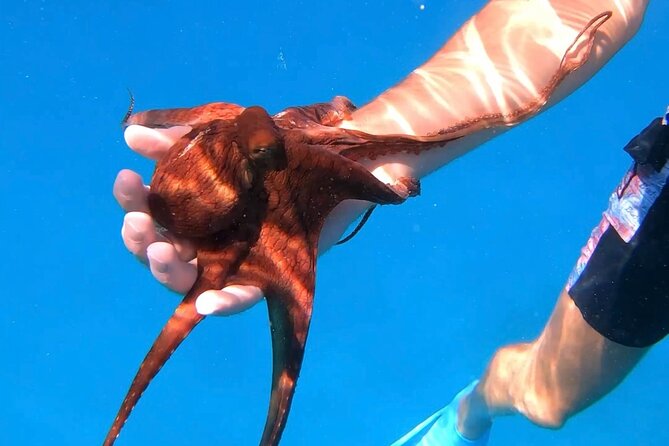 Waikiki Turtle Canyon Snorkel: Turtles Guaranteed - Is the Price Worth It at Around $81.40 Per Person?