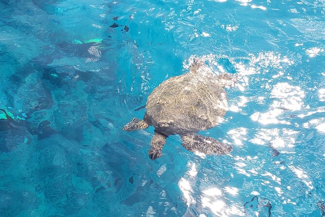 Waikiki Turtle Canyon Snorkeling Adventure - Waikiki Turtle Canyon on Oceanstar: the vibe and the value