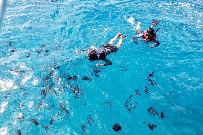 Waikiki Turtle Canyon Snorkeling Adventure - Picking your time slot: 8–11 or 11–2